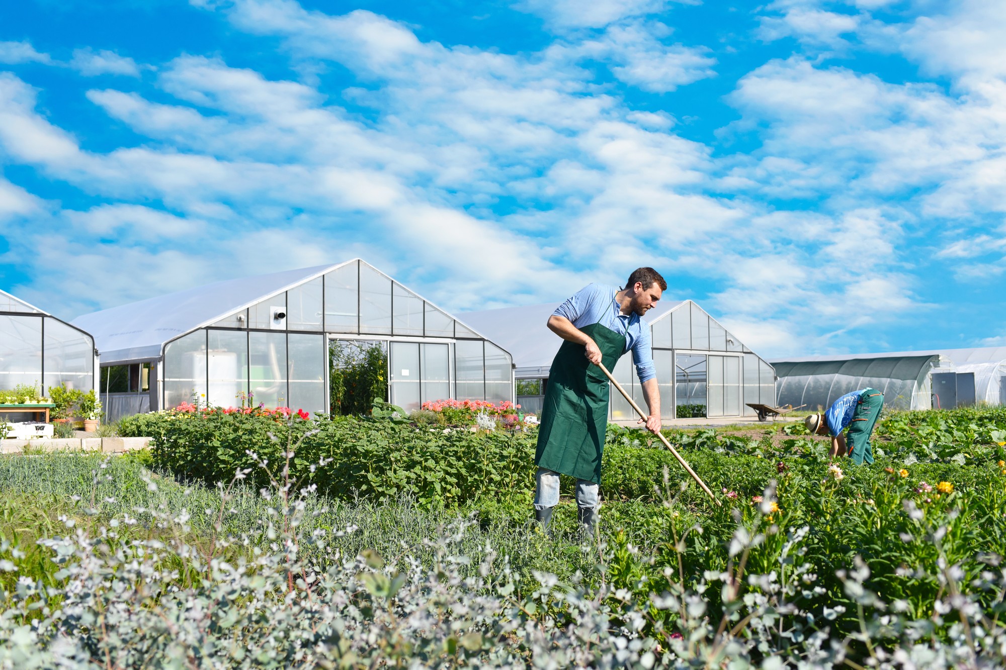 Bauer arbeitet auf einem Feld, im Hintergrund Gewächshäuser einer Gärtnerei // Farmer working in a field, in the background garden greenhouses