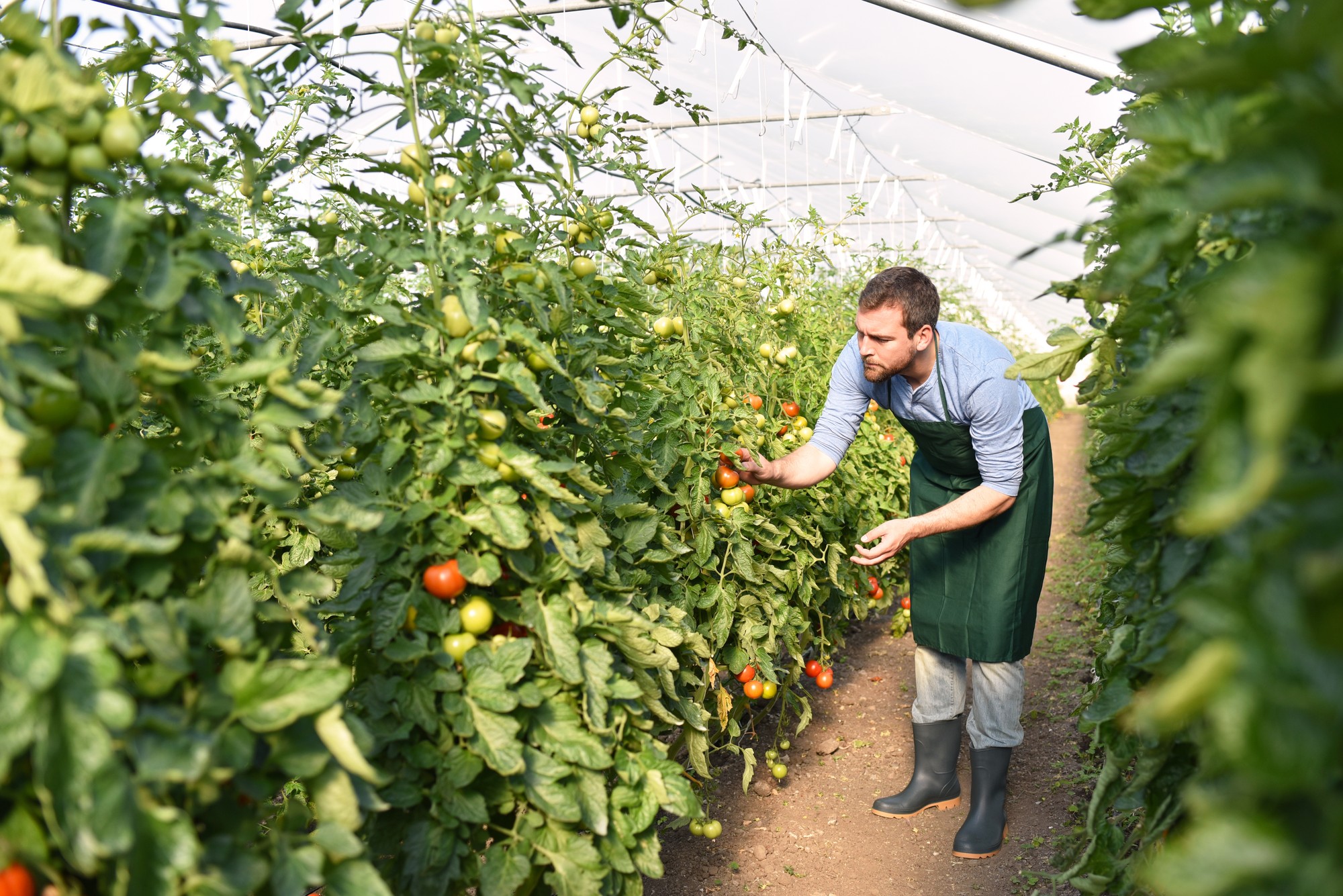 Gärtner arbeitet in einem Treibhaus mit Tomatenpflanzen // Gardener works in a greenhouse with tomato plants