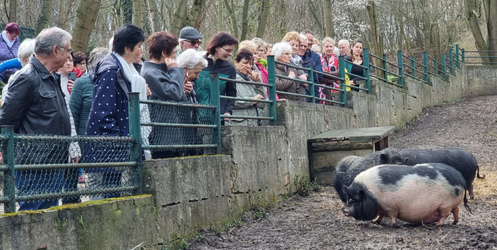 Den verschiedenen Mini-Schweinen beim Fressen zuzuschauen, gehört zum Zoo-Besuch dazu.