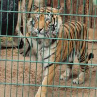 tiger-im-zoo-aschersleben-1