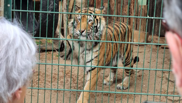 tiger-im-zoo-aschersleben-1