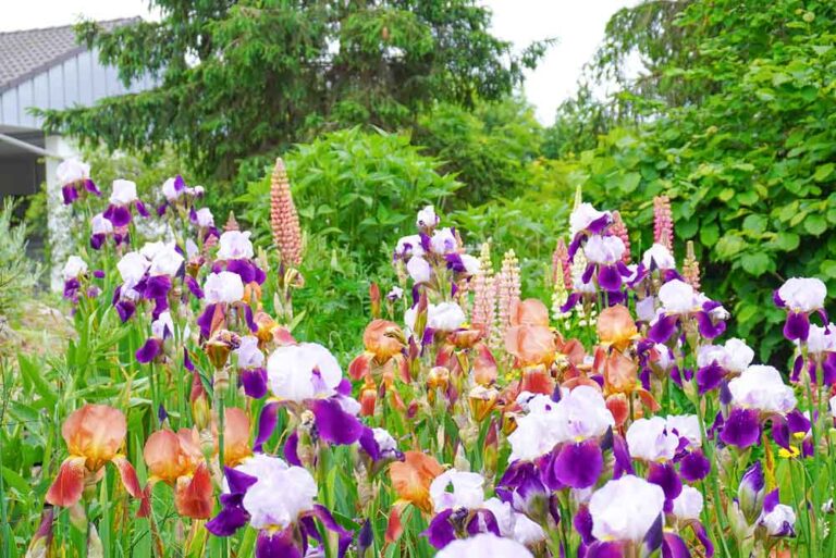 Garten-Wernigerode