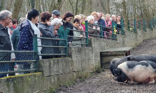 Den verschiedenen Mini-Schweinen beim Fressen zuzuschauen, gehört zum Zoo-Besuch dazu.